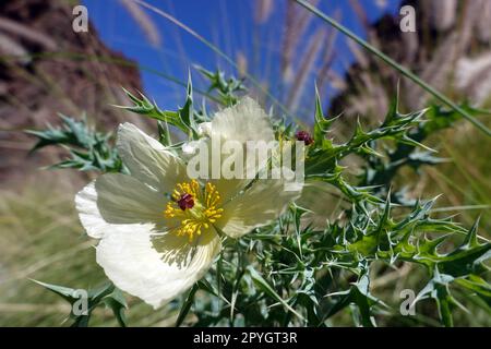 Bleicher Stachelmohn (Argemone ochroleuca) Neophyt auf den Kanaren Foto Stock