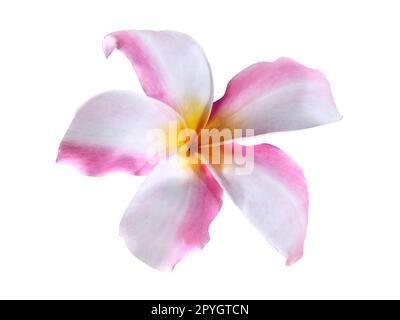 Bella orchidea su sfondo bianco Foto Stock