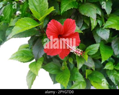 bel fiore rosso di ibisco isolato su sfondo bianco Foto Stock