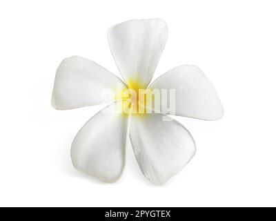 Fiore di frangipani isolato su bianco Foto Stock