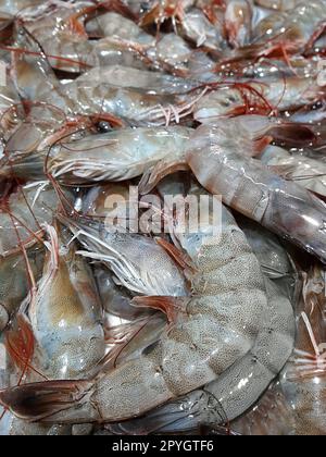 Gamberetti freschi nel mercato locale Foto Stock