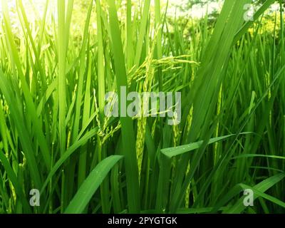 Risaie verdi che crescono giovani pianta. Immagine di sfondo. Agricoltura Foto Stock