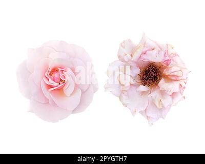 rosa chiaro fiore e rose leggermente appassite isolato su sfondo bianco Foto Stock