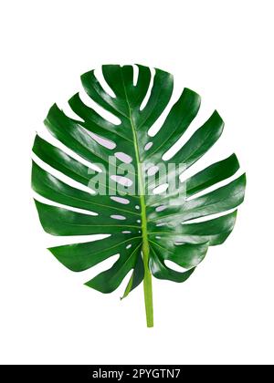 Giungla tropicale Monstera foglie isolate, Swiss Cheese Plant, isolato su sfondo bianco Foto Stock