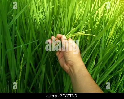 Mano teneramente toccante riso giovane in risaia con luce solare. Foto Stock
