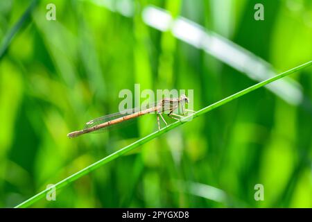 Una Dragonfly nella natura verde Foto Stock