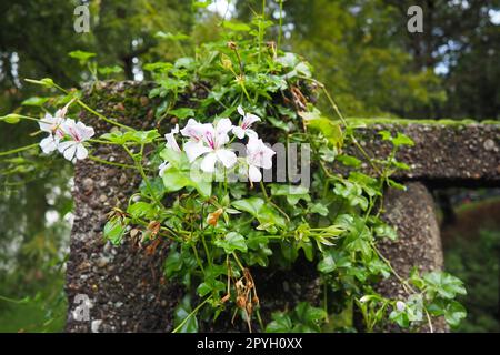 Geranio edera bianco in fiore pelargonium nel design verticale del paesaggio di strade e parchi. Bellissima gru pelargonium Geranium. Floricoltura e orticoltura. Banja Koviljaca Foto Stock