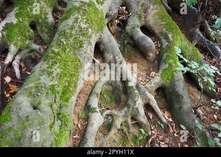 radici ricoperte di muschio verde. Banja Koviljaca, Serbia, parco terrazze. La radice è la parte sotterranea della pianta, che serve a rafforzarla nel terreno e ad assorbire acqua e nutrienti da essa. Foto Stock