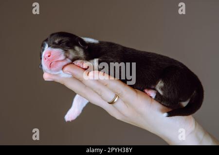 Vista laterale di un grazioso cucciolo di cane pembroke corgi gallesi che dorme rilassandosi a mano di una donna che penzolava la zampa. Foto Stock