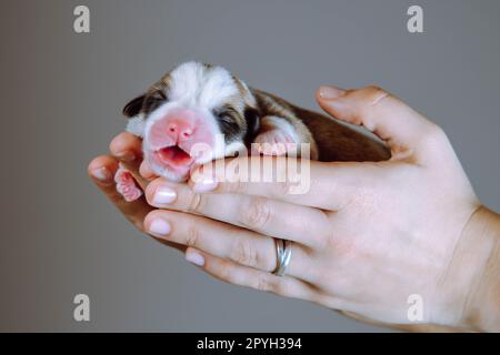 Vista laterale del cucciolo di cane pembroke corgi gallesi che dorme con la bocca aperta su un lato sulle mani di una donna irriconoscibile. Foto Stock