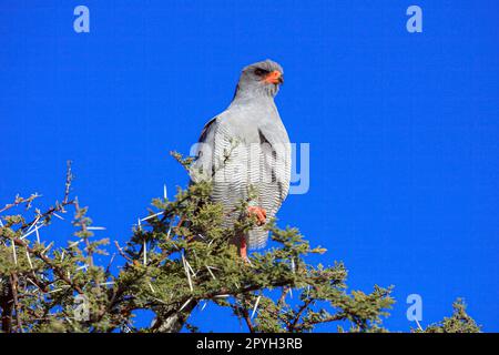 Un grande Goshawk cantato in un albero Foto Stock