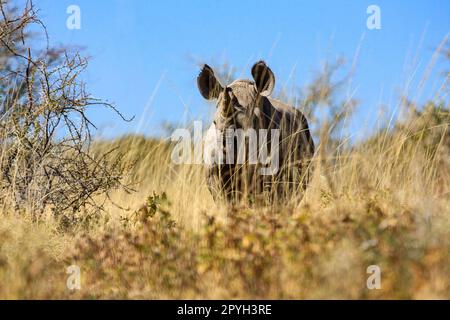 Un Rhino nella Savannah della Namibia Foto Stock