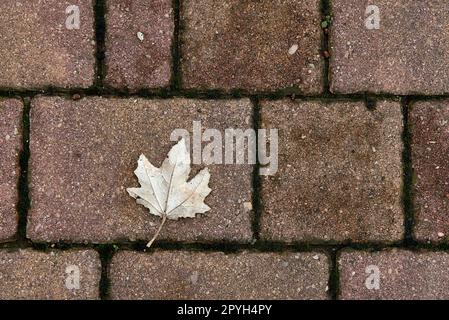 Una foglia autunnale su pietre di pavimentazione in pietra Foto Stock