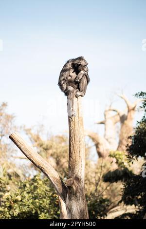 Scimpanzé seduto sulla sommità del tronco d'albero in posa umoristica e premurosa per osservare altri animali. Foto Stock