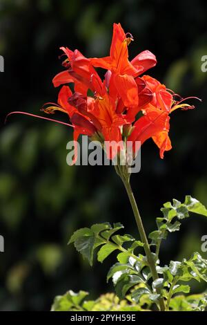 Kap-GeiÃŸblatt (Tecomaria capensis) Foto Stock