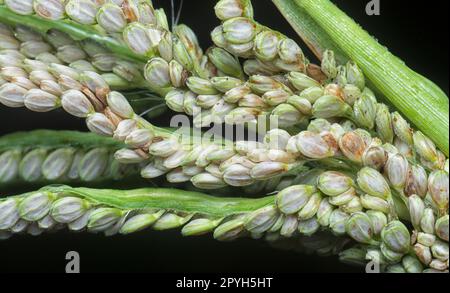 chiudere lo stelo del seme del gambo di paspalum. Foto Stock