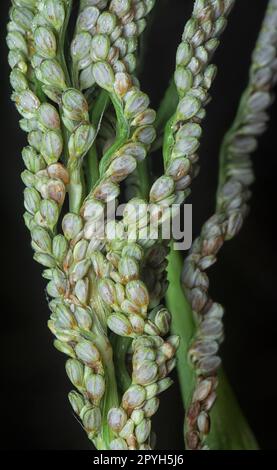 chiudere lo stelo del seme del gambo di paspalum. Foto Stock