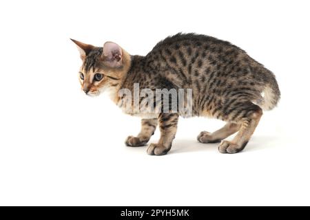 Gatto dai capelli lisci e purei su sfondo bianco isolato Foto Stock