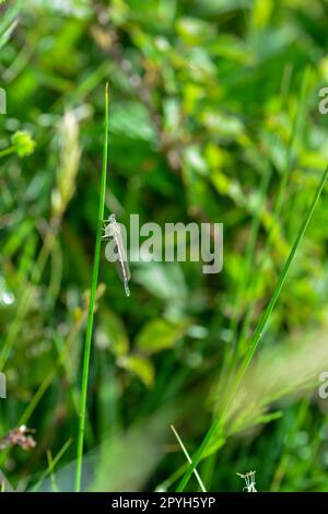 Una Dragonfly nella natura verde Foto Stock