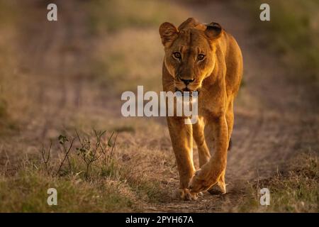 Lioness che cammina verso la macchina fotografica sulla pista sterrata Foto Stock