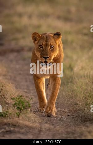 Lioness cammina verso la macchina fotografica su una pista sabbiosa Foto Stock