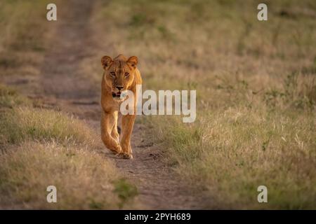 Lioness cammina verso l'obiettivo sulla pista sterrata Foto Stock