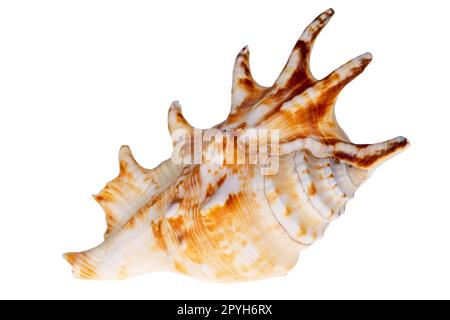 Conchiglia di mare a lumaca singola di Lambis lambis conosciuta come conchiglia di ragno, isolata su sfondo bianco, primo piano Foto Stock