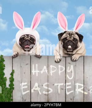 Due graziosi pug cucciolo cani, vestito come coniglietto di pasqua, appeso con zampe sulla staccionata in legno, con cielo blu sullo sfondo Foto Stock