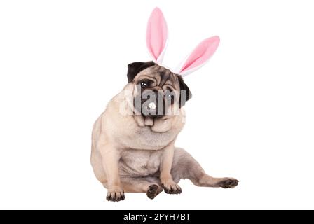 Adorable cute pug cucciolo di cane seduto con il coniglietto di pasqua le orecchie e denti, isolati su sfondo bianco Foto Stock
