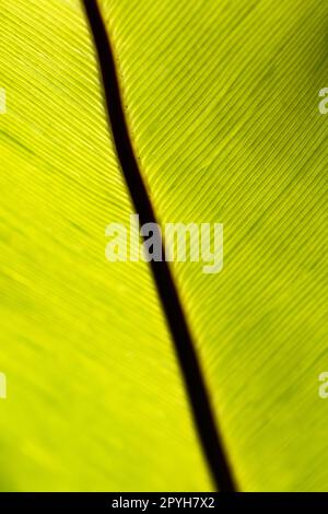 Primo piano della felce nido di uccello prominente struttura della parte anteriore midrib marrone scuro alla luce del sole Foto Stock