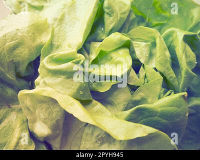 lattuga. Un'erba annuale del genere lattuga della famiglia delle Asteraceae. Deliziose foglie fortificate. Insalata verde o contorno. Erbe fresche per un'alimentazione sana Foto Stock