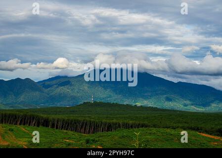 Piantagione di gomma zona agricola nel sud della Thailandia Foto Stock