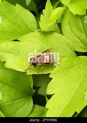 Ilnitsa primo piano su una foglia verde Foto Stock