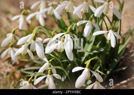 Vista sui fiori primaverili nel parco. Nuova fresca fioritura di neve la mattina bella con la luce del sole. Fiori selvatici nella natura Foto Stock