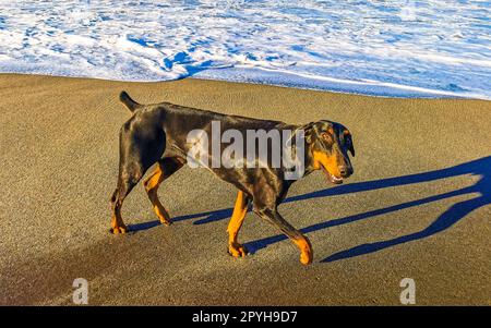 Cane nero che corre lungo la spiaggia e le onde del Messico. Foto Stock