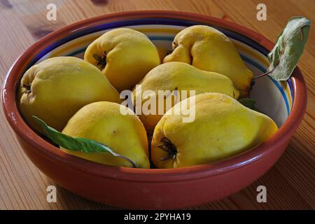 raggruppare i frutti di cotogna in un recipiente Foto Stock