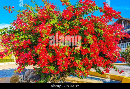 Bouganvillea fiori rossi rosa fioriti a Puerto Escondido Messico. Foto Stock