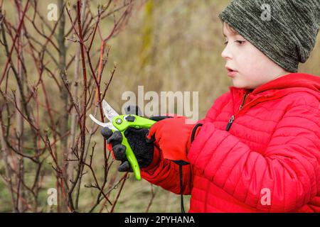 Giardiniere Little Boy con potatrici che rifilano rami d'albero sullo sfondo del giardino primaverile. Concetto di giardinaggio Foto Stock