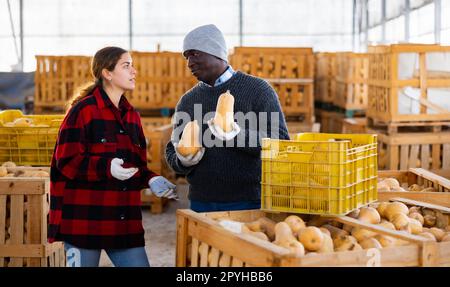Uomini e donne agricoltori che parlano durante l'impilamento delle zucche Foto Stock