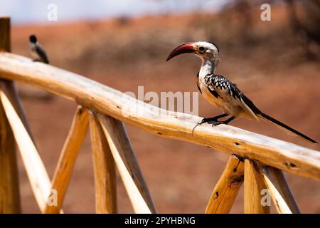 Questa splendida foto cattura l'impressionante Hornbill con fattura rosso del nord appollaiato su una recinzione di legno in una riserva keniota. I suoi colori vibranti, dal suo rosso Foto Stock