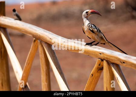 Questa splendida foto cattura l'impressionante Hornbill con fattura rosso del nord appollaiato su una recinzione di legno in una riserva keniota. I suoi colori vibranti, dal suo rosso Foto Stock