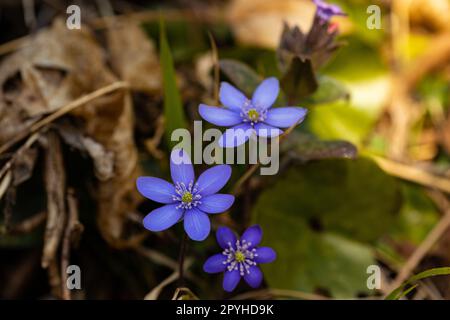 immagine macro di fiori di liverwort Foto Stock