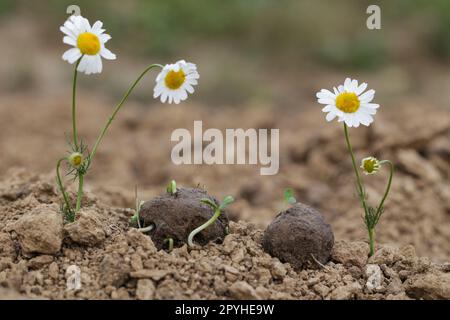 Guerriglia giardinaggio. Le bombe dei semi fioriscono. Camomilla piante di fiori selvatici che germogliano dalla palla di semi. Bombe da semi su terreno asciutto Foto Stock