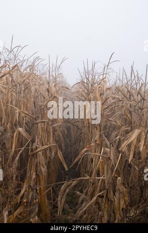 Campo di mais giallo Foto Stock