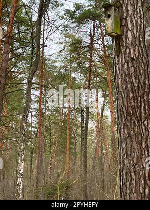 nella foresta invernale su una casa di pini per uccelli Foto Stock