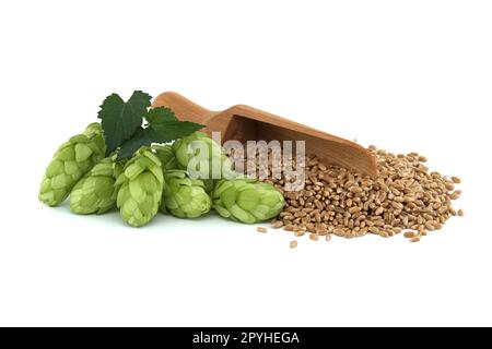 I coni di luppaggio e la grana di grano su sfondo bianco Foto Stock