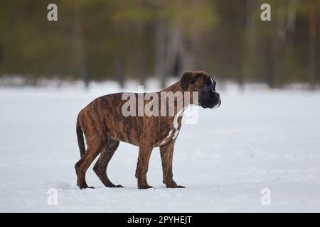 giovane cucciolo di pugile di colore tigre. foto in inverno su sfondo innevato. Foto Stock