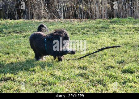 Dolcetto in oro nero che corre su un prato giocando con un bastone. Soffice lungo rivestimento nero Foto Stock