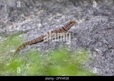 Madagascar Swift di Cuvier, Oplurus cuvieri, Tsingy de Bemaraha. Fauna selvatica del Madagascar Foto Stock