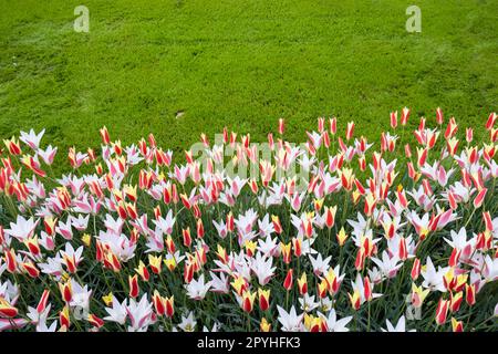 Keukenhof giardino fiorito - il più grande parco di tulipani del mondo, Lisse, Paesi Bassi Foto Stock